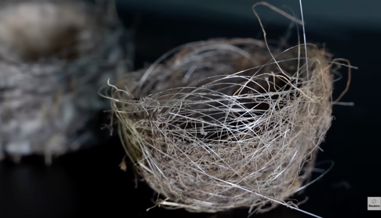 FIBEROPTICS BIRDS NESTS AND WEBS IN UKRAINE, HOW THE WAR IS AFFECTING NATURE
